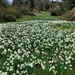 Daffodils  by samcat