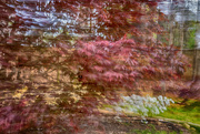 2nd Apr 2024 - Japanese Red Maple Motion ICM