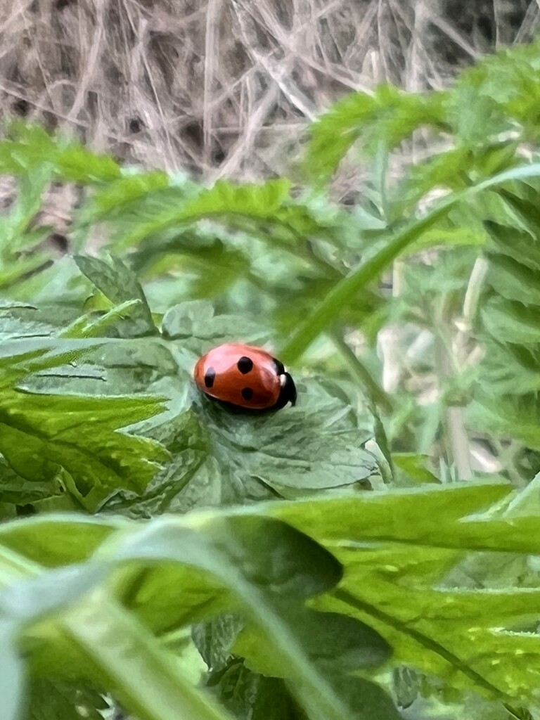 Another ladybird by gaillambert