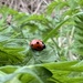 Another ladybird by gaillambert