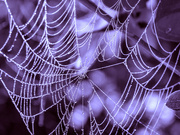 2nd Apr 2024 - early mornings and wet webs