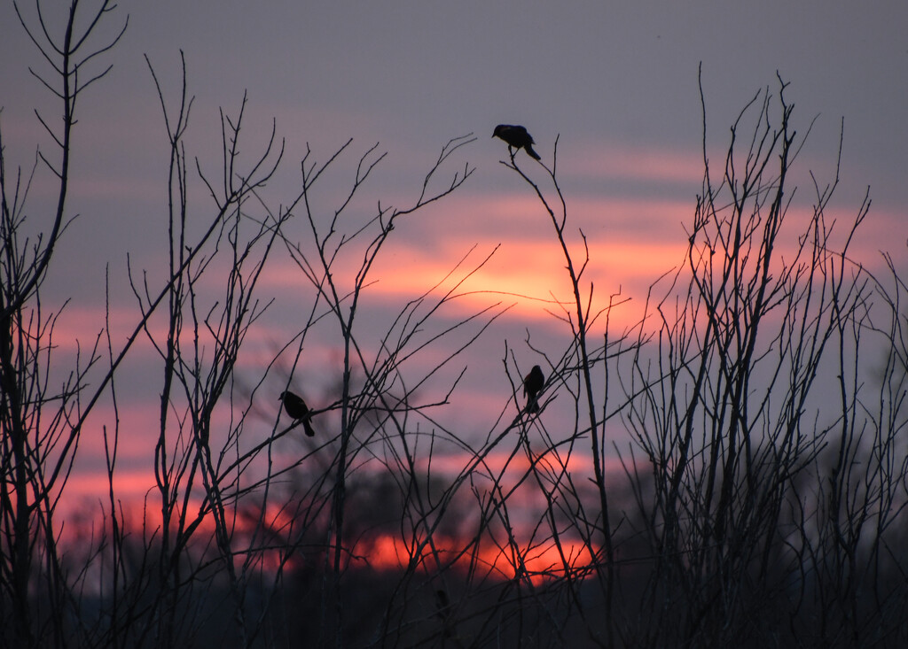 Three Red-Winged Blackbirds by kareenking