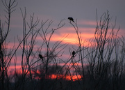 29th Mar 2024 - Three Red-Winged Blackbirds