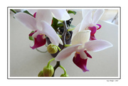 2nd Apr 2024 - Tiny Orchid