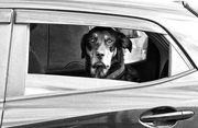 1st Apr 2024 - dogs in cars