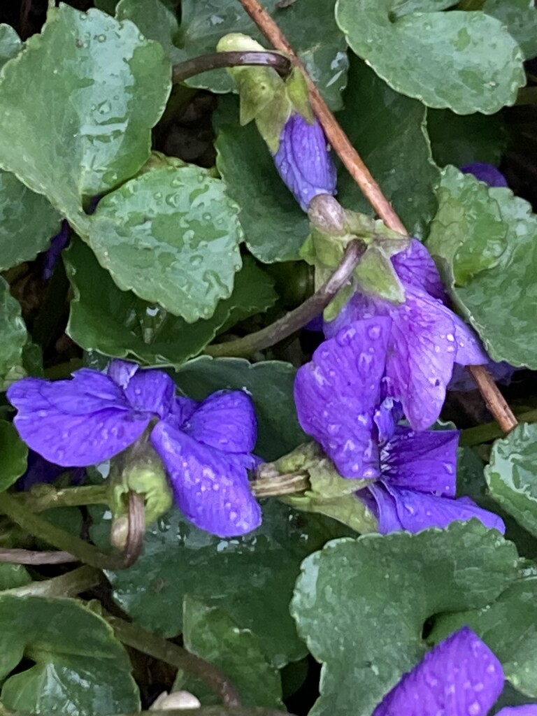 Rain drenched violets by illinilass