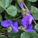 Rain drenched violets by illinilass