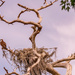 Osprey Guarding the Nest! by rickster549