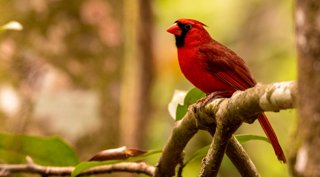 A Very Nice Cardinal! by rickster549