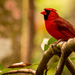 A Very Nice Cardinal! by rickster549