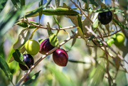 3rd Apr 2024 - In our olive grove