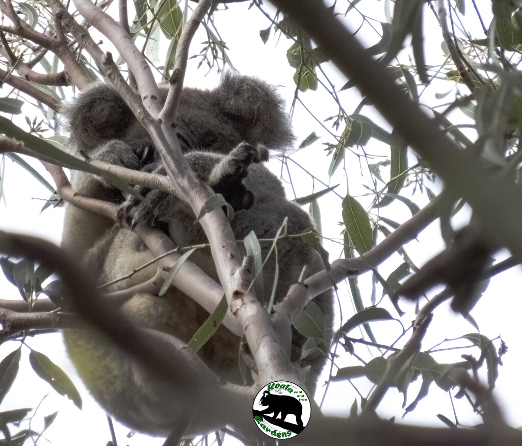 tangled by koalagardens