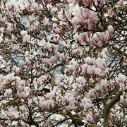 2nd Apr 2024 - Magnolia En Masse
