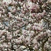 Magnolia En Masse by eviehill