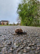 3rd Apr 2024 - Snails crossing
