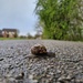 Snails crossing by dragey74