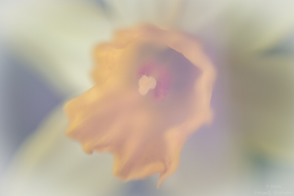 Daffodil by helstor365