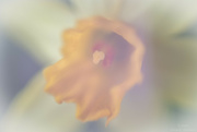 3rd Apr 2024 - Daffodil