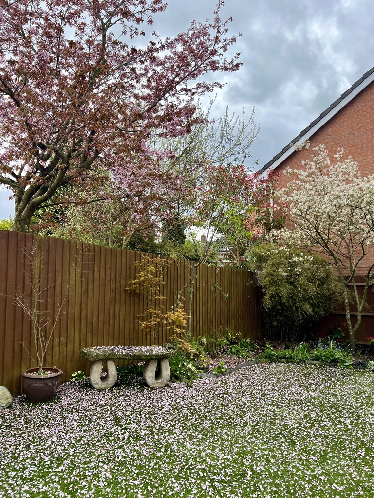 Blossom carpet by tinley23