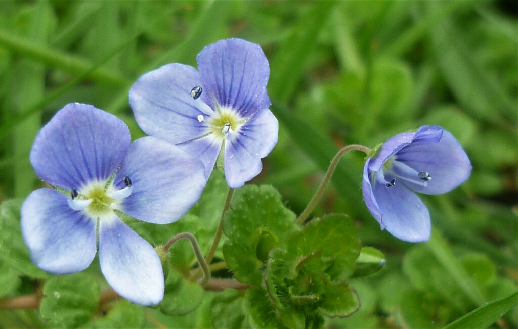 Speedwell by countrylassie