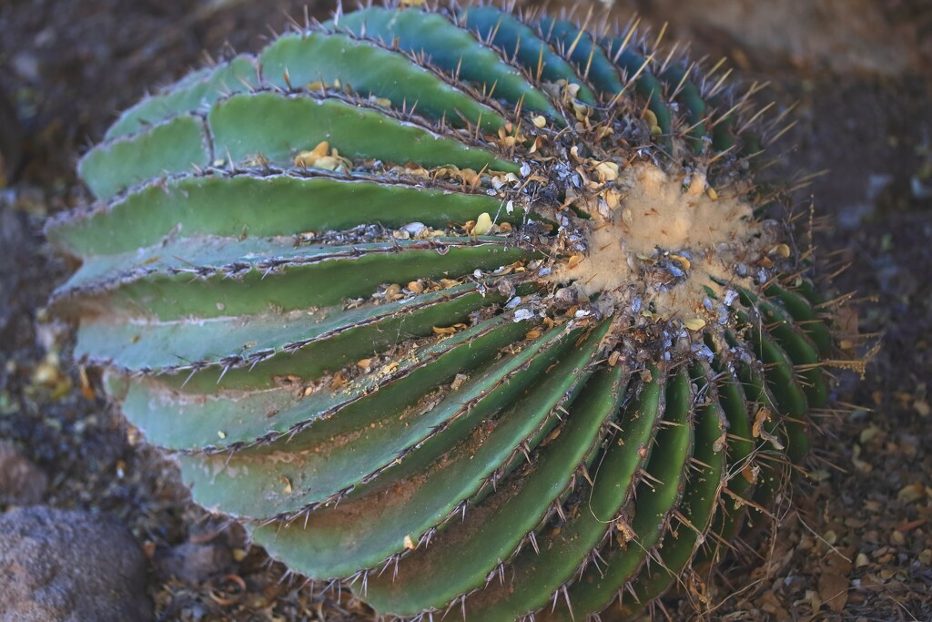 compass cactus by blueberry1222