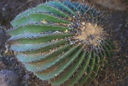 3rd Apr 2024 - compass cactus