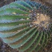 compass cactus by blueberry1222