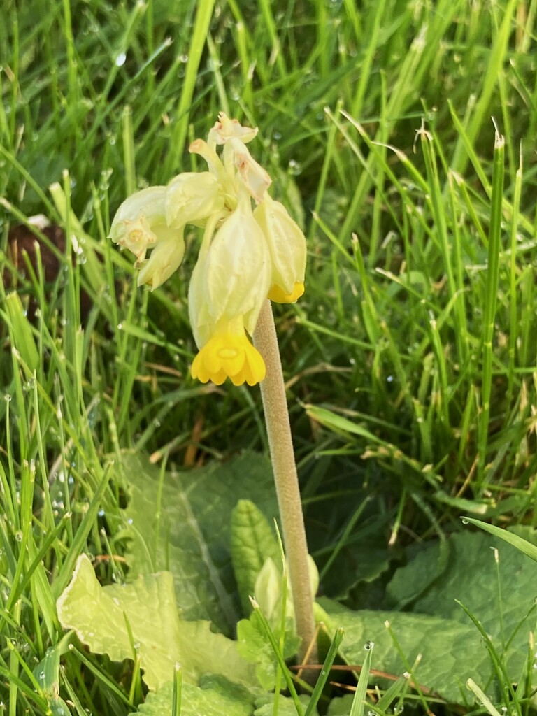 First Cowslip by 365anne