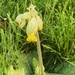 First Cowslip