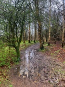 3rd Apr 2024 - A walk in the woods…..