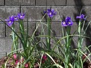 3rd Apr 2024 - Iris are blooming