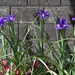 Iris are blooming by shutterbug49