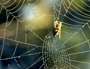 3rd Apr 2024 - a study in webs