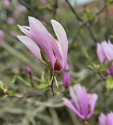 3rd Apr 2024 - Magnolia Flower 