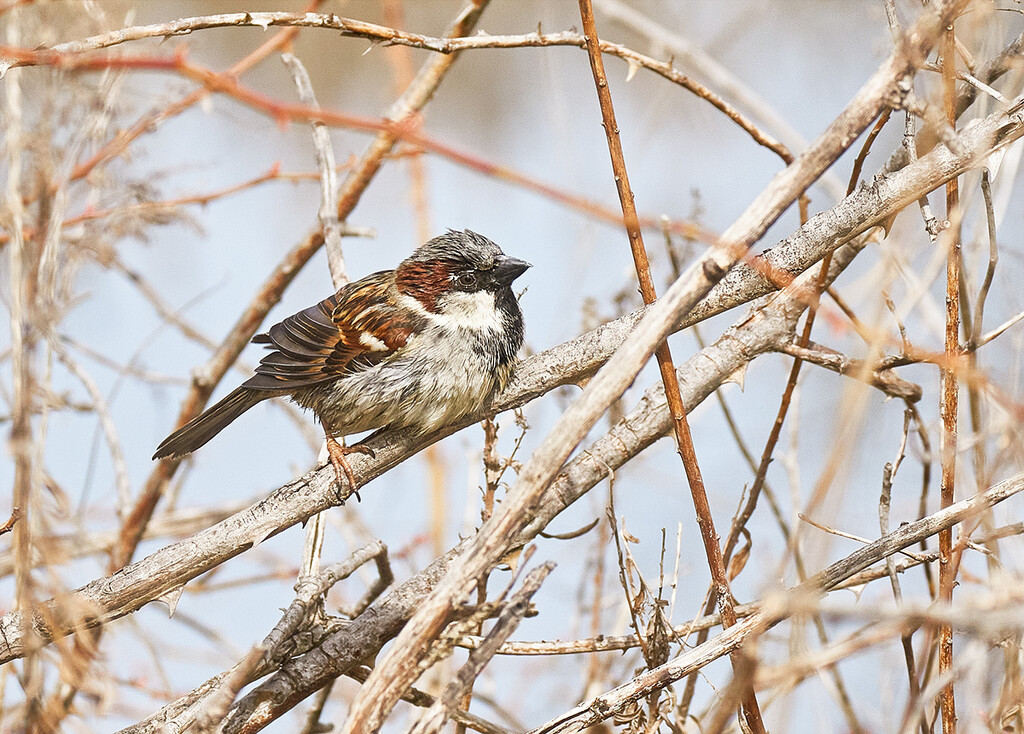 Rumpled Little House Sparrow by gardencat