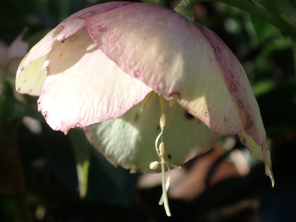 Fading Hellebore bloom by speedwell