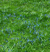 3rd Apr 2024 - A Dappled Blue Carpet