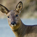 Deer by cherylrose