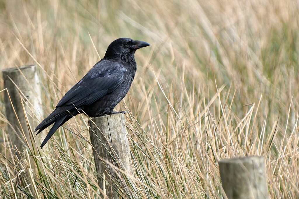 Crow by cherylrose