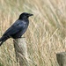 Crow by cherylrose
