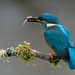 Kingfisher  by cherylrose