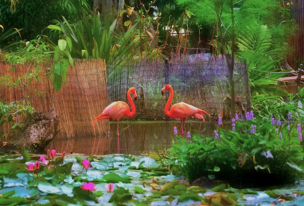 Florida Flamingos by lynnz