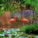 Florida Flamingos by lynnz