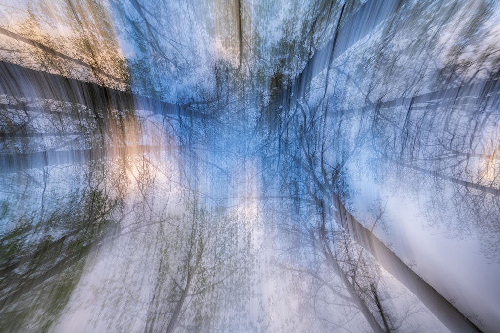 Trees in Motion ICM by kvphoto