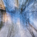 Trees in Motion ICM by kvphoto