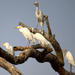 Western Cattle Egrets by peachfront