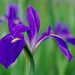 Iris by eudora
