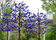 22nd Mar 2024 - A grove of bottle trees!