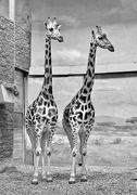 3rd Apr 2024 - Pair of Giraffes