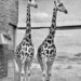 Pair of Giraffes by jnewbio